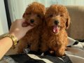 TOY POODLE KARDEŞLER