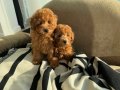 TOY POODLE KARDEŞLER