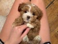 PARTİ COLOR MALTİPOO BEBEKLER