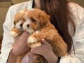 PARTİ COLOR MALTİPOO BEBEKLER