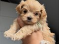 KORE MALTİPOO BEBEKLER
