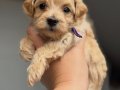 KORE MALTİPOO BEBEKLER
