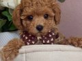 APRİCOT TOY POODLE BEBEKLERİMİZ