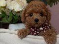 APRİCOT TOY POODLE BEBEKLERİMİZ