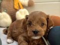 KIZIL RENKTE TATLIŞ MALTİPOO YAVRULARIMIZ