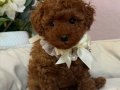 RED BROWN TOY POODLE BEBEKLER