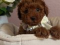 RED BROWN TOY POODLE BEBEKLER