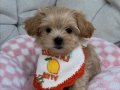 BABY FACE YÜZ YAPILI MALTİPOO YAVRULAR