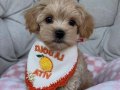 BABY FACE YÜZ YAPILI MALTİPOO YAVRULAR