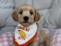 BİBLO GİBİ MALTİPOO YAVRULARIM