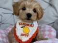 BİBLO GİBİ MALTİPOO YAVRULARIM