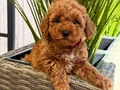 MUHTEŞEM TOY POODLE YAVRUMUZ