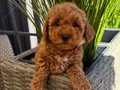 MUHTEŞEM TOY POODLE YAVRUMUZ