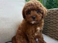 RED BROWN TOY POODLE BEBEKLER