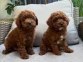 RED BROWN TOY POODLE BEBEKLER