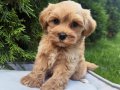 GÜZELLER GÜZELİ MALTİPOO YAVRULARIMIZ