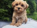 GÜZELLER GÜZELİ MALTİPOO YAVRULARIMIZ