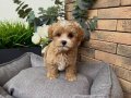 PARTİ COLOR MALTİPOO YAVRULARI