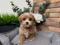 PARTİ COLOR MALTİPOO YAVRULARI