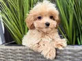 TEACUP MALTİPOO YAVRULARI