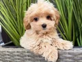 TEACUP MALTİPOO YAVRULARI