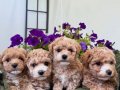 APRİCOT TOY POODLE YAVRULARIM