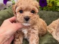 APRİCOT TOY POODLE YAVRULARIM