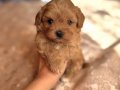 TOMBİK MALTİPOO YAVRULAR