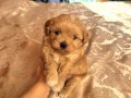 TOMBİK MALTİPOO YAVRULAR