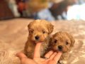 KORE MALTİPOO YAVRULAR