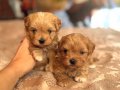 KORE MALTİPOO YAVRULAR