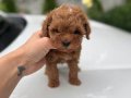 KIVIR KIVIR MALTİPOO YAVRULARIM