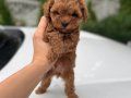 KIVIR KIVIR MALTİPOO YAVRULARIM