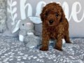 RED BROWN TOY POODLE YAVRULARI