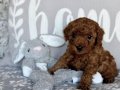 RED BROWN TOY POODLE YAVRULARI