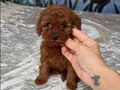 SAFKAN TOY POODLE YAVRULAR