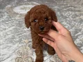 SAFKAN TOY POODLE YAVRULAR