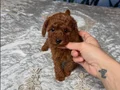 SAFKAN TOY POODLE YAVRULAR