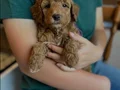 SAFKAN MALTİPOO YAVRULARI