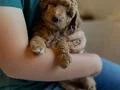 SAFKAN MALTİPOO YAVRULARI