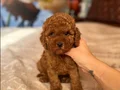 BABY FACE TOY POODLE YAVRULAR