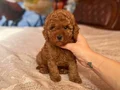 BABY FACE TOY POODLE YAVRULAR