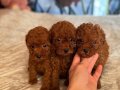 IRK GARANTİLİ TOY POODLE BEBEKLER