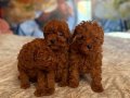 IRK GARANTİLİ TOY POODLE BEBEKLER