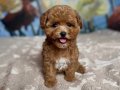 PARTİ COLOR TOY POODLE YAVRULAR