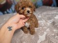 PARTİ COLOR TOY POODLE YAVRULAR