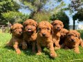 TOY POODLE KARDEŞLER YENİ YUVASINI BEKLİYOR