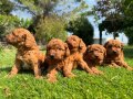 TOY POODLE KARDEŞLER YENİ YUVASINI BEKLİYOR