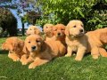 SAFKAN GOLDEN RETRİEVER YAVRULARI