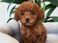 SAFKAN TOY POODLE BEBEKLERİM